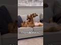 子供が欲しいゴールデンレトリバー🐶