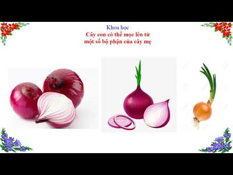 Khoa học _Cây con mọc lên từ một số bộ phận của cây mẹ