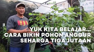 Potted Grape Trees Cost 3.5 Million Rupiah? Here's How to Make the Vines Aesthetic