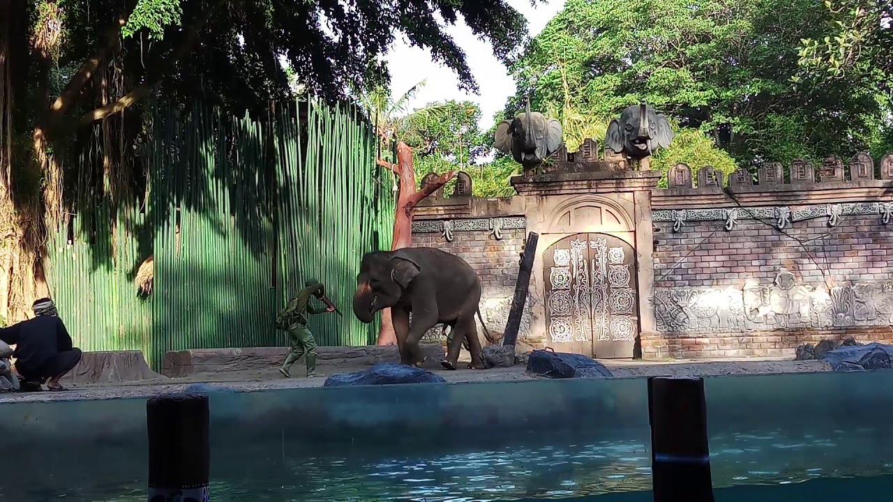 Elephant Show at Bali Safari - YouTube