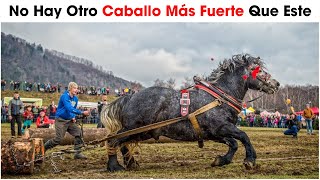 Los 10 Caballos Más Fuertes y Hermosos Del Mundo