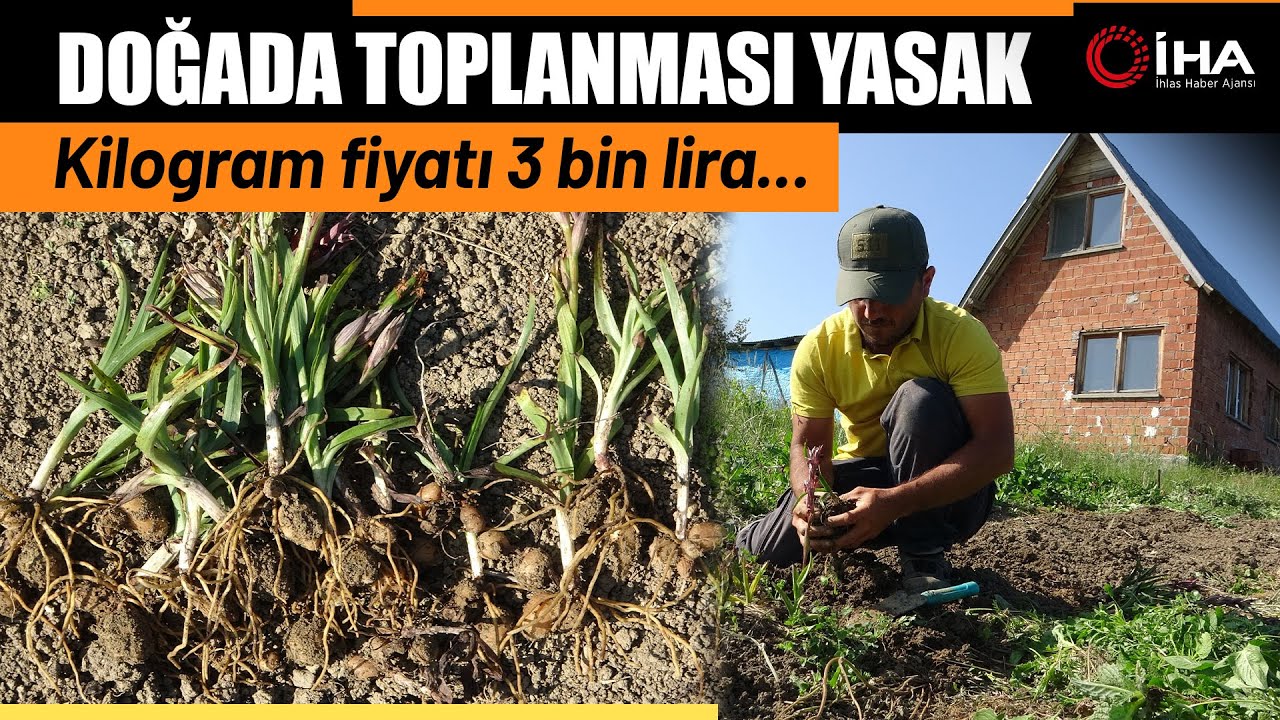 Kastamonu'da 30 Dekarda Yetiştirilen Salebin Hasadı Sürüyor