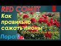 Как правильно сажать пионы? Пионы зацветут на следующий год. Дачникам на заметку!