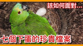 【鸚鵡小木屋】決定讓鸚鵡單身殘忍嗎鸚鵡下蛋的7個珍貴知識檔案7 knowledge of parrots laying eggs!