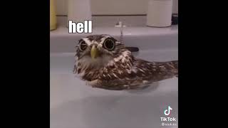 Ronnie The Owl
