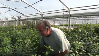 Apple breeding part 6 of 10 - Growing the seedlings