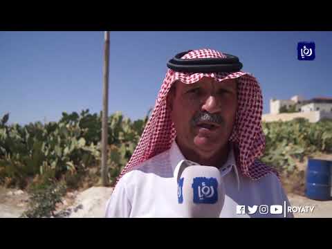 مزارعون يطالبون بتصدير ثمرة الصب ار إلى الأسواق العالمية 22 8 2019