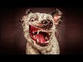 Dog Barking Videos For Dogs To Watch (Part 2) - Dogs Barking and Howling Compilation