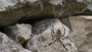 Haiku vidéo 85|Argiope bruennichi|Araignée Argiope frelon|Wasp spider| 黄腰虎纹蛛|コガネグ|モततैया मकड़ी Haiku vidéo 85|Argiope bruennichi|Araignée Argiope frelon|Wasp spider| 黄腰虎纹蛛|コガネグ|モततैया मकड़ी