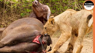 Lion Pulls a Newborn Buffalo From Its Mother's Belly