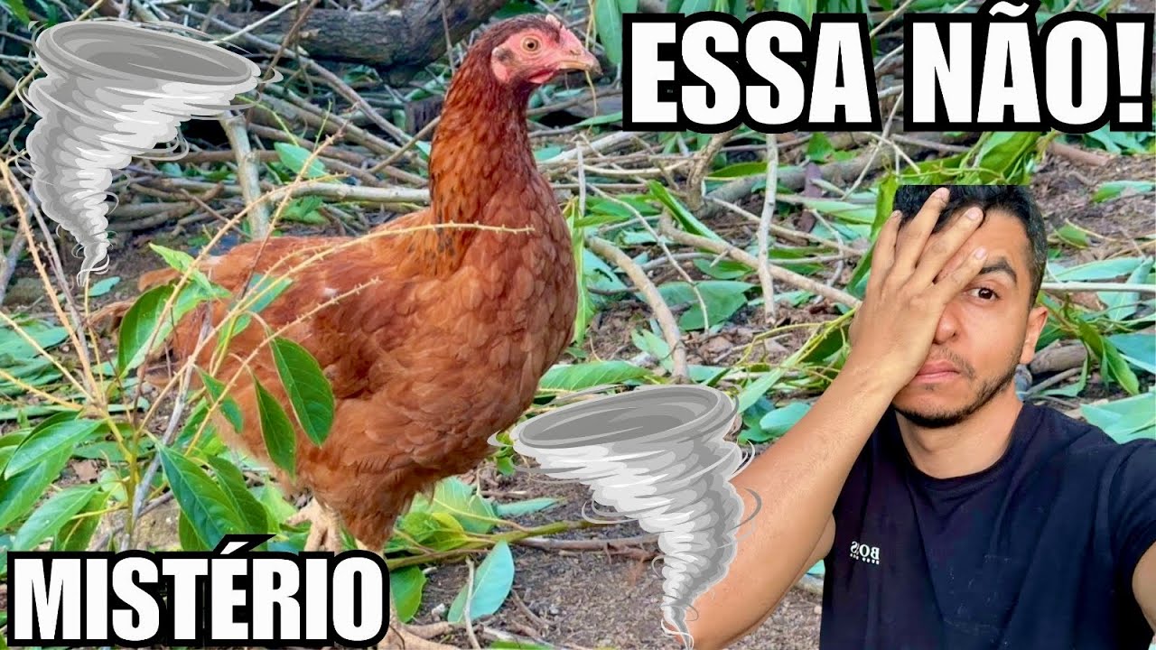 4 dias depois em nossa criação de Aves | Vendaval destruiu árvores | Aves Recriar 