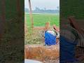 Pushpa 3 dialogue || পুষ্পা 3 ডায়লগ || বাংলা ফানি ভিডিও || @powerofmolla #funny #comedy #shorts
