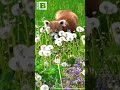 Snack Attack! Red Panda Ginger Munches on Dandelion Stems