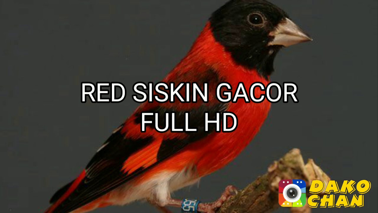 RED SISKIN HD AUDIO MP3 / CANARY 