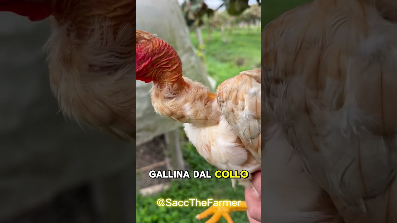 ESISTONO LE GALLINE SENZA PIUME? (Ecco la risposta)