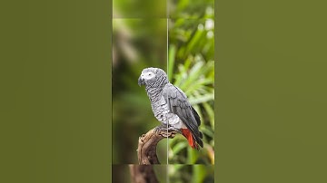 Photoshop Shorts 🔥 | Background Blur | photoshop short video #shorts #shortsfeed