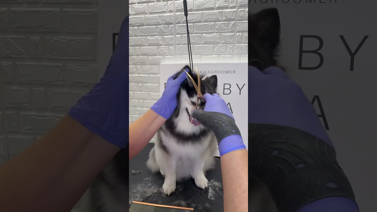 Pomsky trimming 