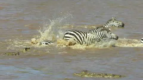 Crocodiles Attack Zebras Crossing the Mara River (...