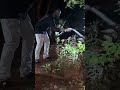 Kalinga Snake Caught on Camera