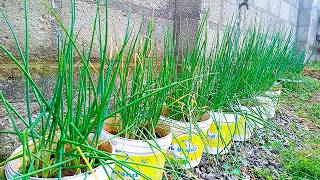 Keep green onions multiplying and you'll never have to buy green onions again