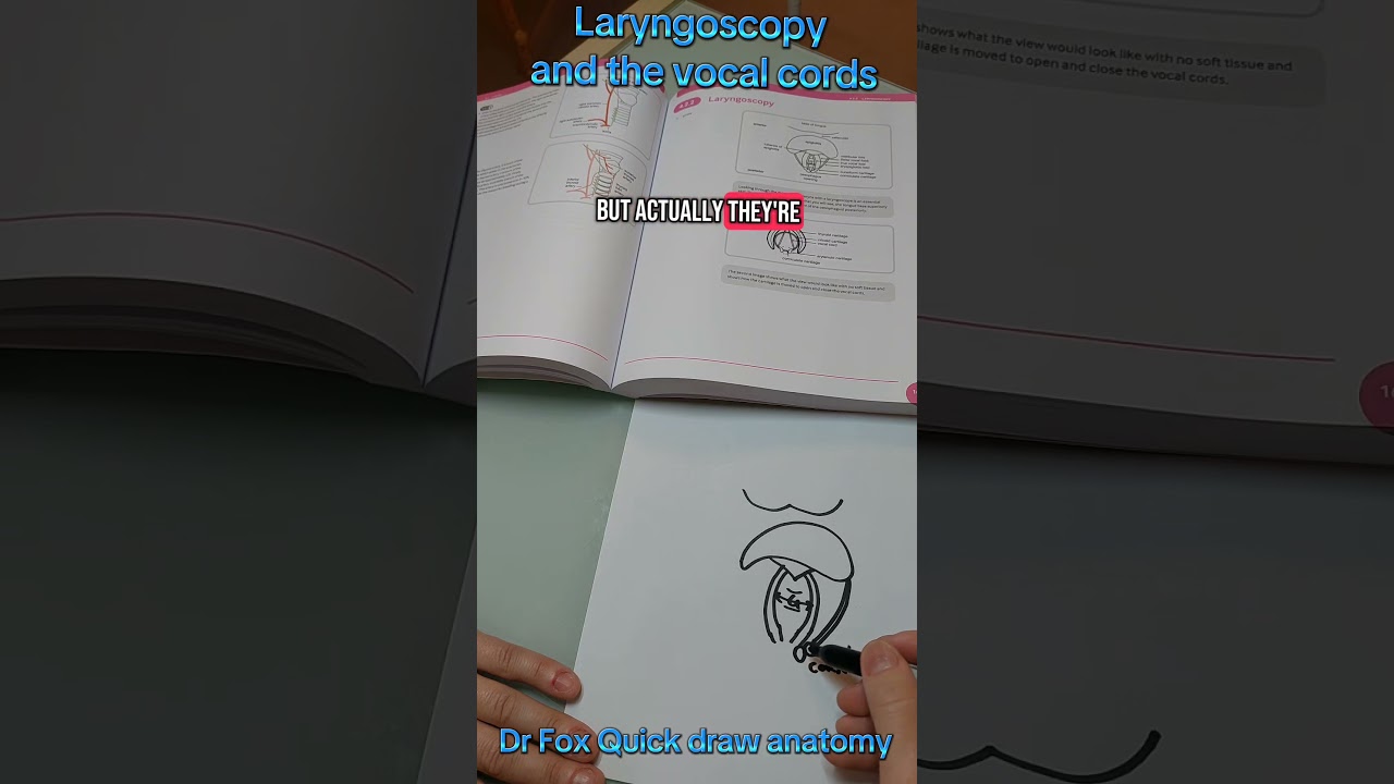 Dr Fox Quick draw anatomy: laryngoscopy and the vocal cords 