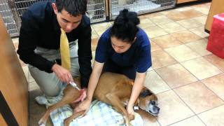 A Veterinary Neurological Exam