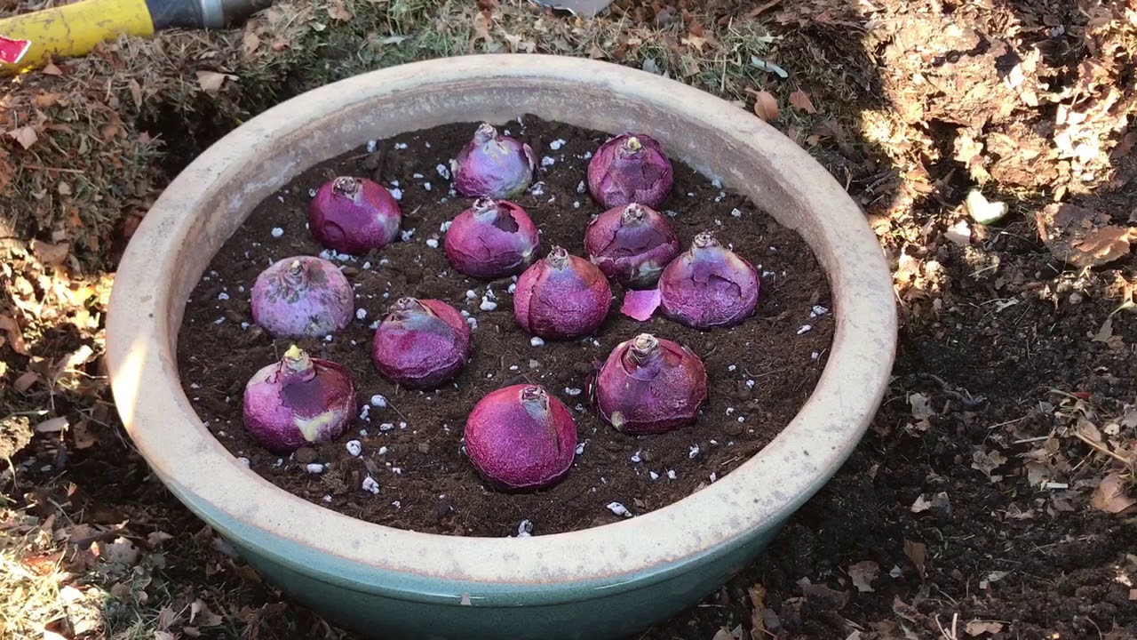 Planting Fall Bulbs in an Outdoor Container Part I YouTube