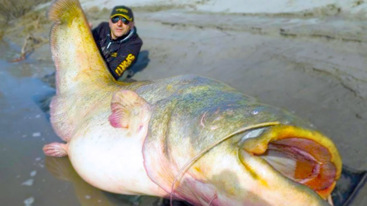 20 Biggest Fish Ever Caught 