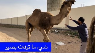 احداث جديده في مربط الخيل