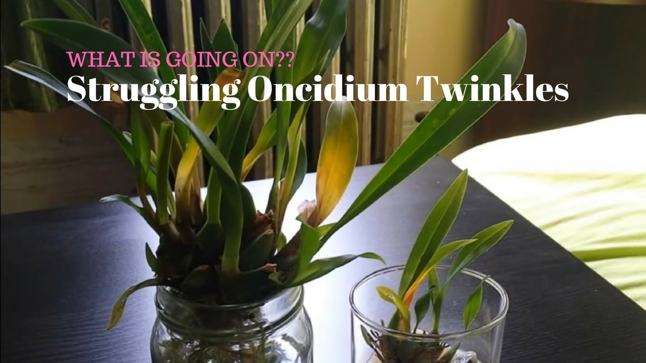 Orchid - Oncidium Twinkles (White and Red) in Trouble?!
