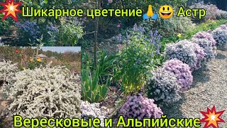 💥Посадите эти многолетники😃😍💥! и шикарное цветение  осенью вам обеспечено🔥👍! самые неприхотливые💪👍!