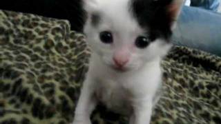 Kitten sneeze scariest ever! ORIGINAL