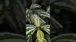 capung jarum tinggal di tempat tertentu #shortvideo #shorts #short