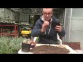 Sowing agapanthus seeds in autumn