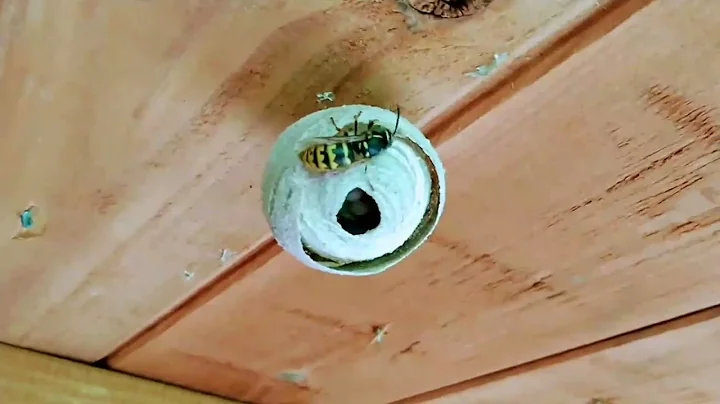 How do wasp build nests?