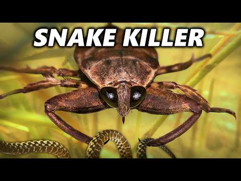 How the Giant Water Bug Murders Everything...