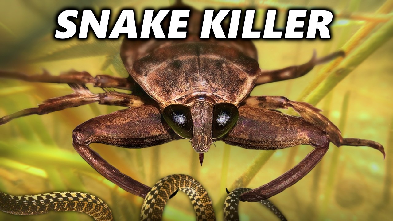 How the Giant Water Bug Murders Everything...