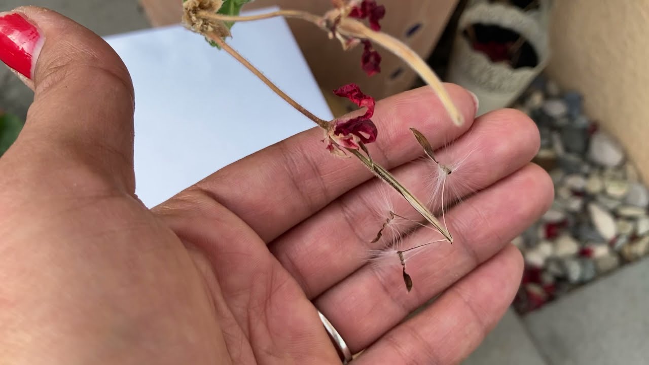 إستخراج بذور الجيرانيوم يسمى الخبيزة أو خداوج comment récolter les graines de géranium