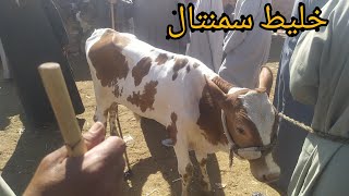 اسعار العجول القاني من داخل سوق دراو