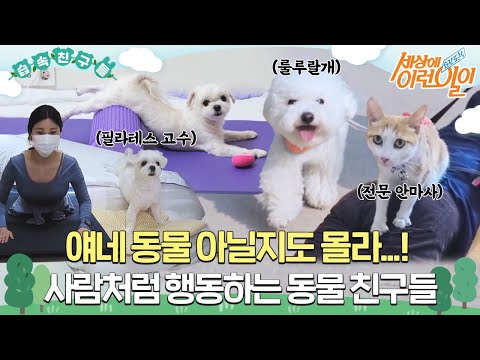 [습속친구들] 얘네 동물 아닐지도 몰라..! 사람처럼 행동하는 동물 친구들🐶😺 #순간포착세상에이런일이 #WhatonEarth #SBSstory