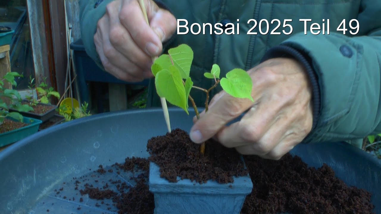 Bonsai Teil 49 Durcheinander im Bonsaigarten Betonschalen bepflanzen