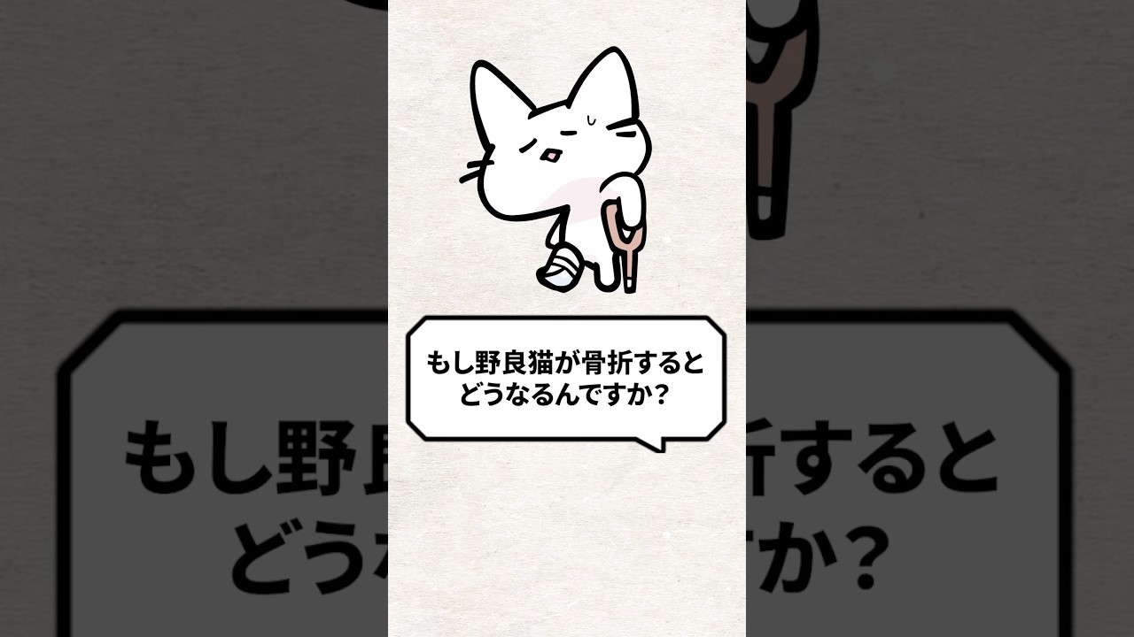 Q：野良猫が骨折したらどうなるの？ #猫 #野良猫 #保護猫