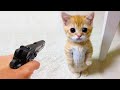 Funniest Animal - Best Of The 2022 Funny Dogs And Cats Videos #5