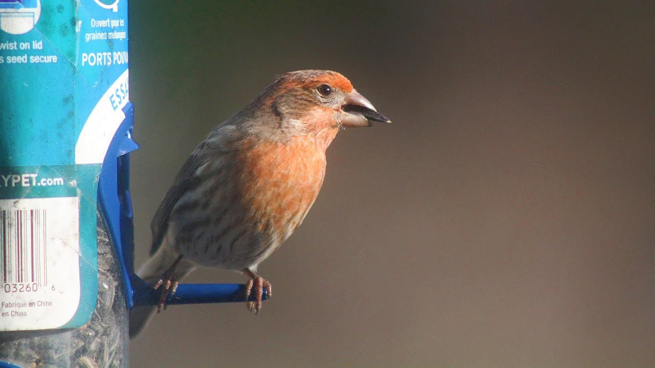 Red House Finch Pays us a Visit YouTube