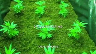 Step 1: Growing process: (planting mother plants), EUROPE-SPAIN