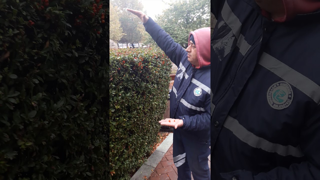 Ateş dikeni çit bitkisi, Aydın Arat parkı Eskişehir