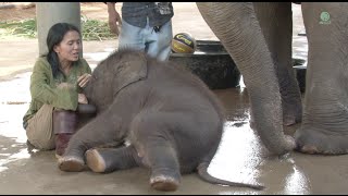 Happy 3rd birthday to baby elephant Navann  ElephantNews