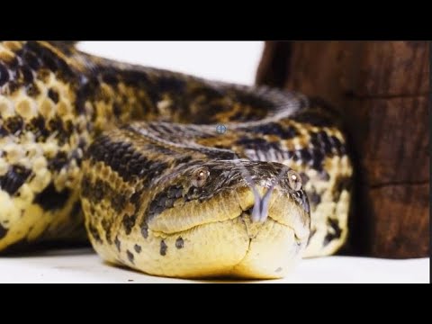 You Won’t Believe What This Python Eats… - YouTube