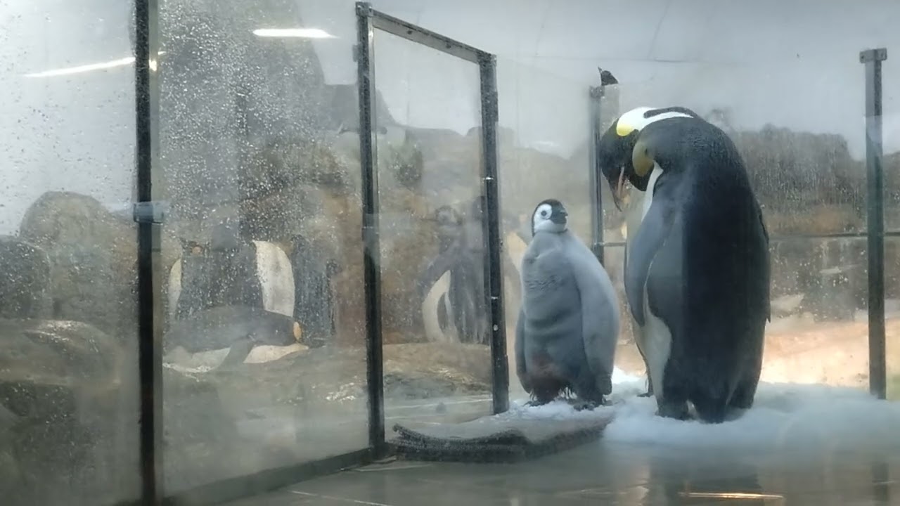 スワロフスキー Penguin large ペンギン 楽天市場】【未使用品】【ジュエリー】SWAROVSKI スワロフスキー
