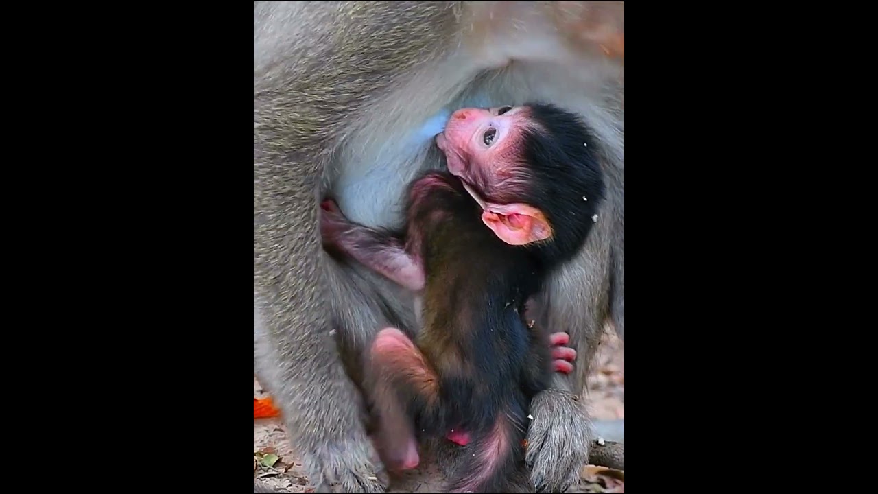 Cute newly baby getting milk